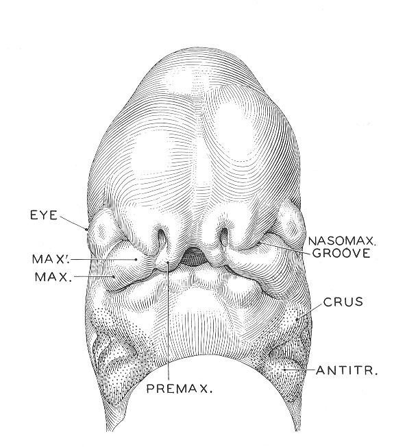 Nose and upper jaw full size